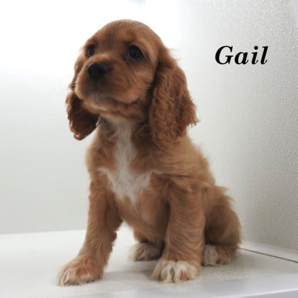 puppy, for, sale, Cocker Spaniel, Joe & Cherri  Overlease, dog, breeder, Miller, MO, dog-breeder, puppy-for-sale, forsale, nearby, find, puppyfind, locator, puppylocator, aca
